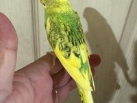 30 GÜNLÜK KONUŞTURMALIK BEBEK MUHABBET KUŞU