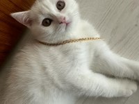 British shorthair