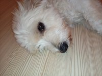 Eğitimli akıllı uysal maltipoo