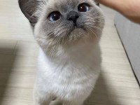 SİYAM KEDİLER MAVİ GÖZ ORJİNAL CANLI GELİP BAKABİLİRSİNİZ