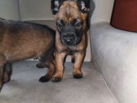 Belçika malinois