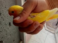 Sevda yavruları tam alıştırmalık konuşturmalık