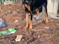 4 aylık saf kan doberman