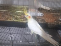 Yavru anaç ne istersen mevcut sultan papağanı