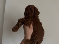 En Koyu Renk Aşılı Kore Poodle Yavrular