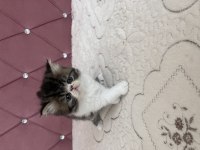 Kendi kedimizin yavrusu