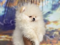 Teacup Ayı Surat Garantili Pomeranian