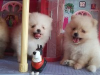 Pomeranian Boo