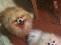 Uygun yetişkin erkek pomeranian boo