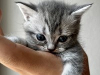 Tricolour british shorthair dişi 40 günlük