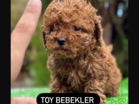 A kalite ırk sağlık garantili toy poodle bebekler