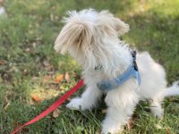 Aşıları tam erkek minik maltipoo yavru