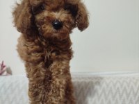 TOY POODLE 50 GÜNLÜK
