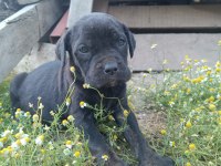 Cane corso a kalite bebekler