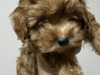 Poodle kıvamında a kalite maltipoo