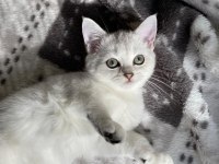 SLİVER YAVRU KEDİMİZ