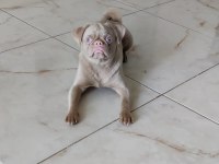 Pink Pug Dişi Yavru