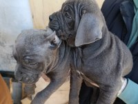 Orjinal blue cane corso italiano
