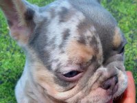Anatomi harikası egzotik french bulldog