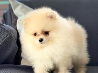 POMERANİAN YAVRULARI SİZLERİ BEKLİYOR