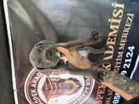 BLUE MAVİ GÖZ CANE CORSO YAVRULAR