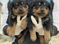 Rottweiler Yavruları Yeni Ailelerini Bekliyor