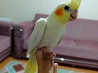 Sultan papağanı yavru