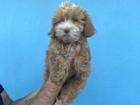 Maltipoo Adrese Teslim, Kapıda Ödeme Yapabilirsiniz