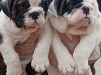 TOMBİŞ BULLDOG BEBEKLER