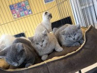 RENK RENK BRITISH SHORTHAIR YAVRULAR MAĞAZAMIZDA GÖRÜN