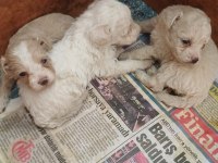 Maltipoo Dişi Erkek Kardeşler