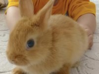 Caramel Hollanda Cücesi Tavşan - Netherland Dwarf