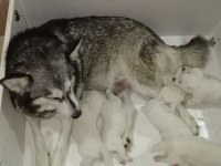 Manken Kızımızın Süt Beyaz Erkek Husky Yavruları