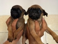 Sağlık ve ırk garantili pug yavrularımız