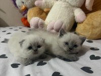 British Shorthair Yavrular Gönderim Mevcut