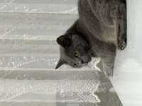 2 yaşında dişi british shorthair kısır değil