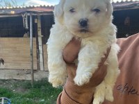 Maltese Terrier Yavrularımız