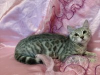 Silver Bengal Kedisi Yavrular