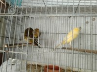 Her tür kanarya mevcuttur