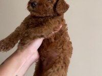 2 aylık safkan toy poodle