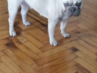 İsabella Carrier French Bulldog Kızımıza Sıcak Yuva Arıyoruz