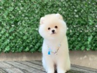 Pomeranian boo yavrular