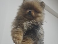 4 aylık akıllı pomeranian