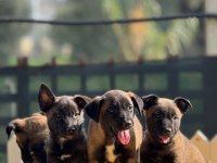 Muhteşem Belçika Malinois yavrularımız