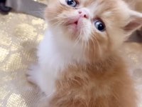 Safkan Şecereli Exotic Shorthair Garfıeld yavrum