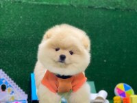 Pomeranian Boo Yavrularımız