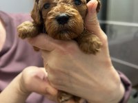 2 Erkek 1 Dişi Poodle