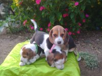 Safkan beagle yavrularımız