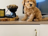 ORJİNAL MİNİ BOY MALTİPOO SÜS KÖPEĞİ