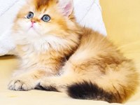 A KALİTE ORJİNAL BRİTİSH GOLDEN LONGHAİR DİŞİ YAVRUM